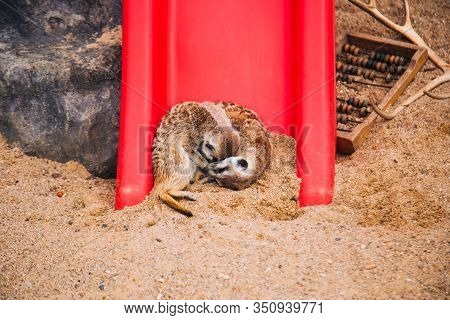 Brown Meerkat In A Sandy Area Near A Stone Cave. Mammoths From The Mongoose Family. Love Among Anima