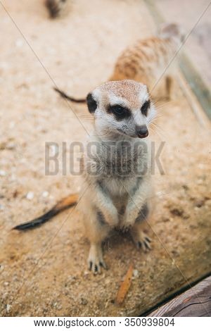 Brown Meerkat In A Sandy Area. Mongoose Mammals