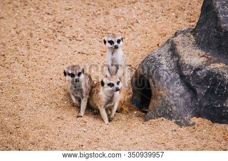 Brown Meerkat In A Sandy Area Near A Stone Cave. Mongoose Mammals