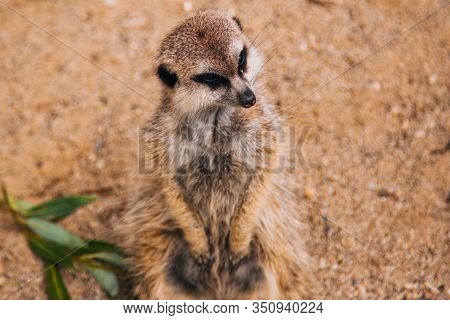 Brown Meerkat In A Sandy Area. Mongoose Mammals