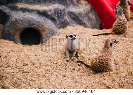 Brown Meerkat In A Sandy Area Near A Stone Cave. Mongoose Mammals