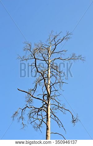 Vintage Abandoned Dry Tree On Blue Sky, Stress Environment Diversity