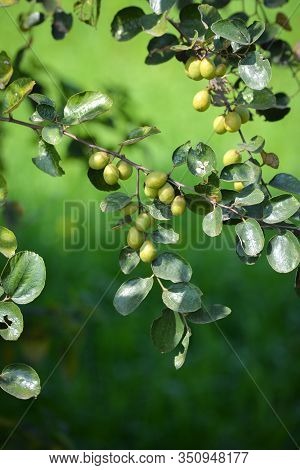 Indian Jujube Or Ziziphus Mauritiana On The Jujube Tree