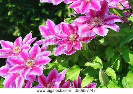 Flowers Of Perennial Clematis Vines In The Garden. Beautiful Clematis Flowers Near The House. Clemat