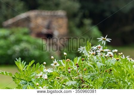 Blooming Canary Daisy Bush In A Meadow Surrounded By Relict Forest. Huge Stone Barbecue Stove On A B