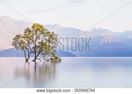 That Wanaka Tree New Zealand. Lone Tree In Lake. Wanaka Tree In Lake Wanaka South Island New Zealand