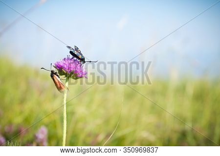 Scarlet Tiger Moth On Clover Flower Close Up. Nature Background