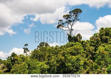 View Of Australian Rainforest In Kuranda From The Cableway