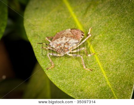 Stinkbug oder Shield Bug auf Blatt Pflanze