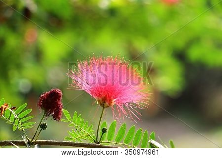 Close Up Of Red Flower Blooming Full In The Spring, Spring Background , Micro Shot Of Spring Flowers