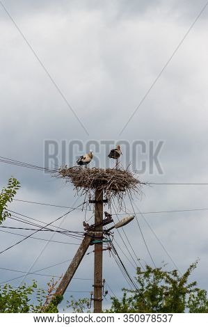 Pair Of White Storks (ciconia Ciconia) In The Nest On The Pole