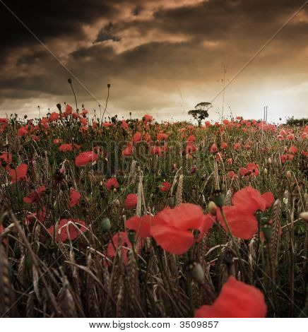 Coquelicots