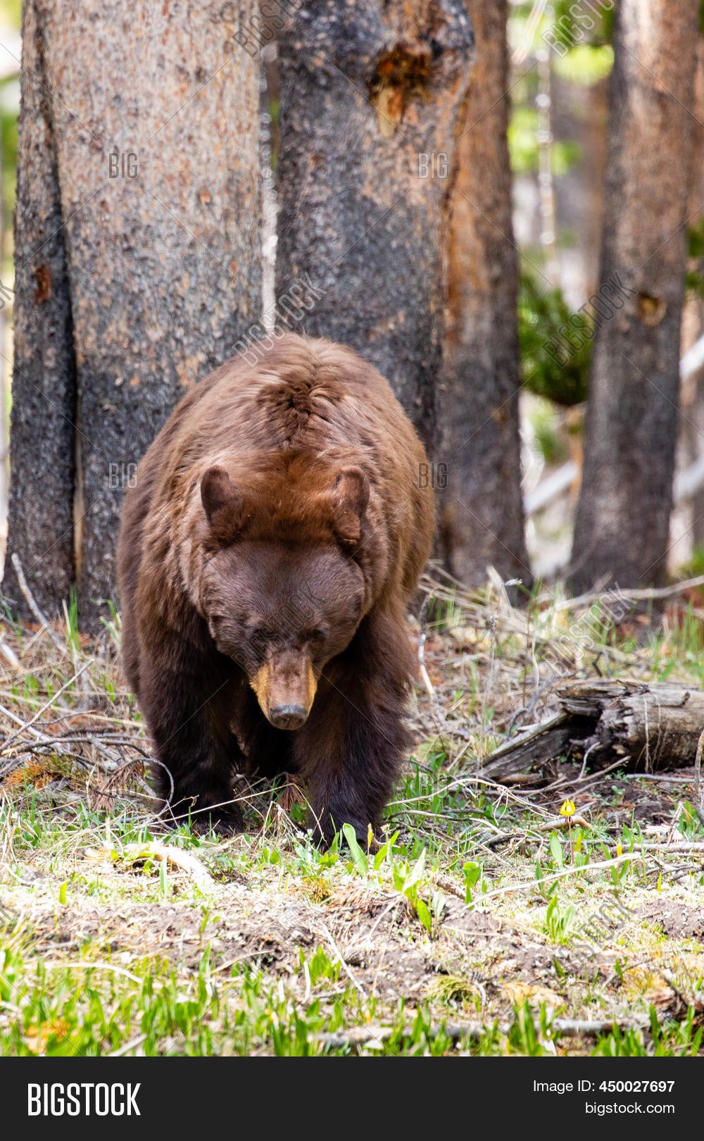 Large Female Cinnamon Image & Photo (Free Trial) Bigstock