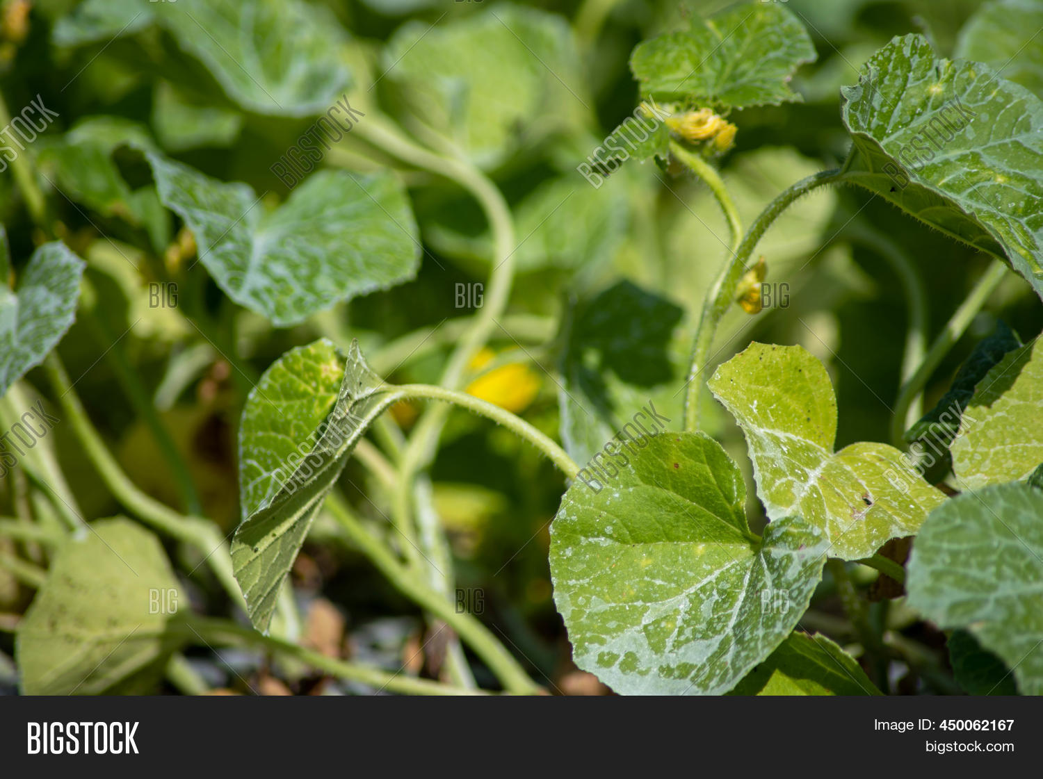Yellow Squash Plant Image & Photo (Free Trial) Bigstock