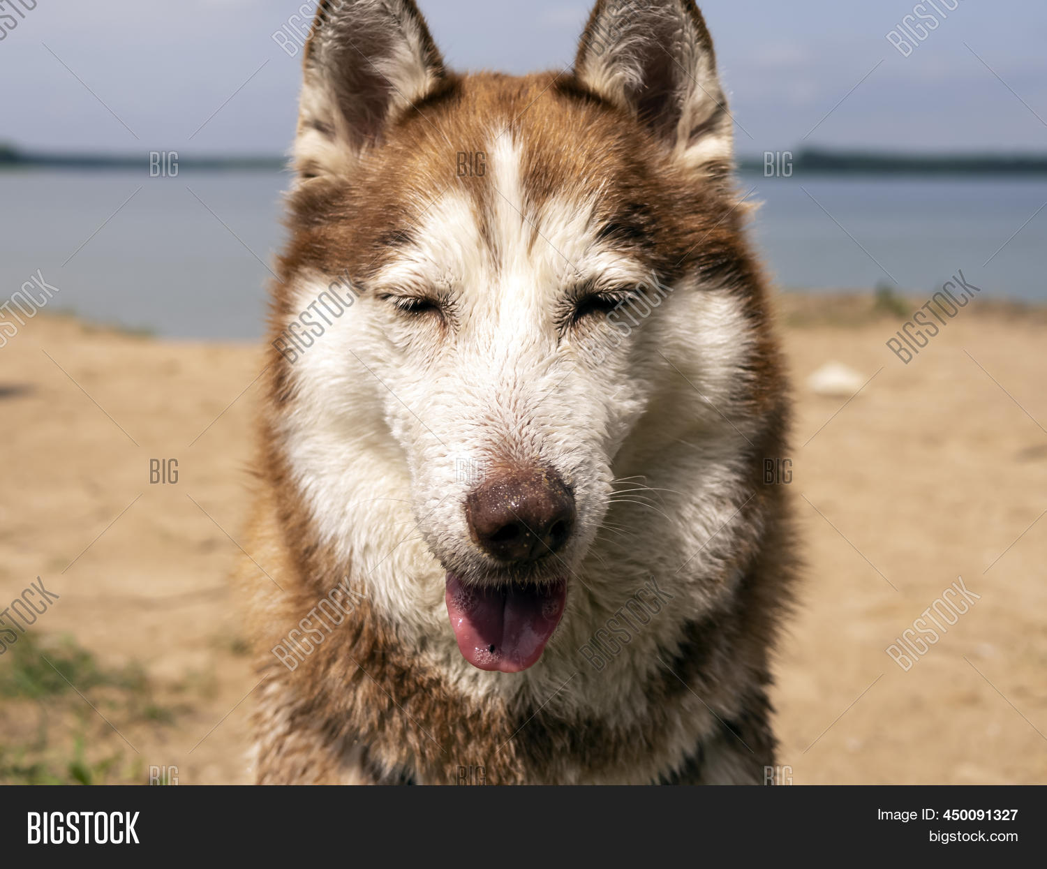 Portrait Wet Husky Dog Image & Photo (Free Trial) Bigstock