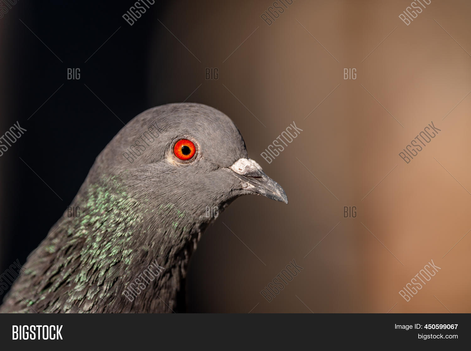 Close Pigeon Red Eye. Image & Photo (Free Trial) Bigstock