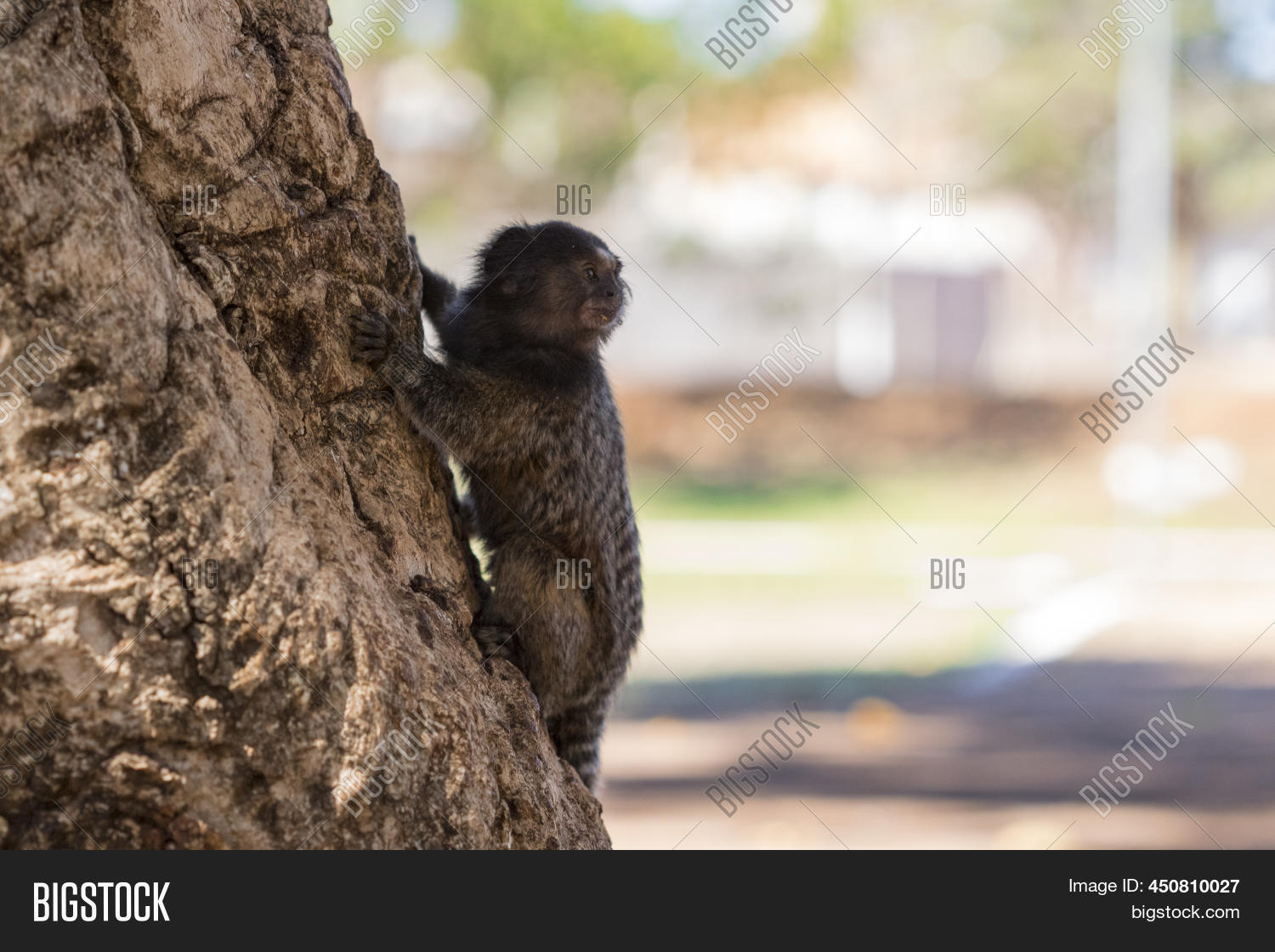 Callithrix - Very Image & Photo (Free Trial) | Bigstock