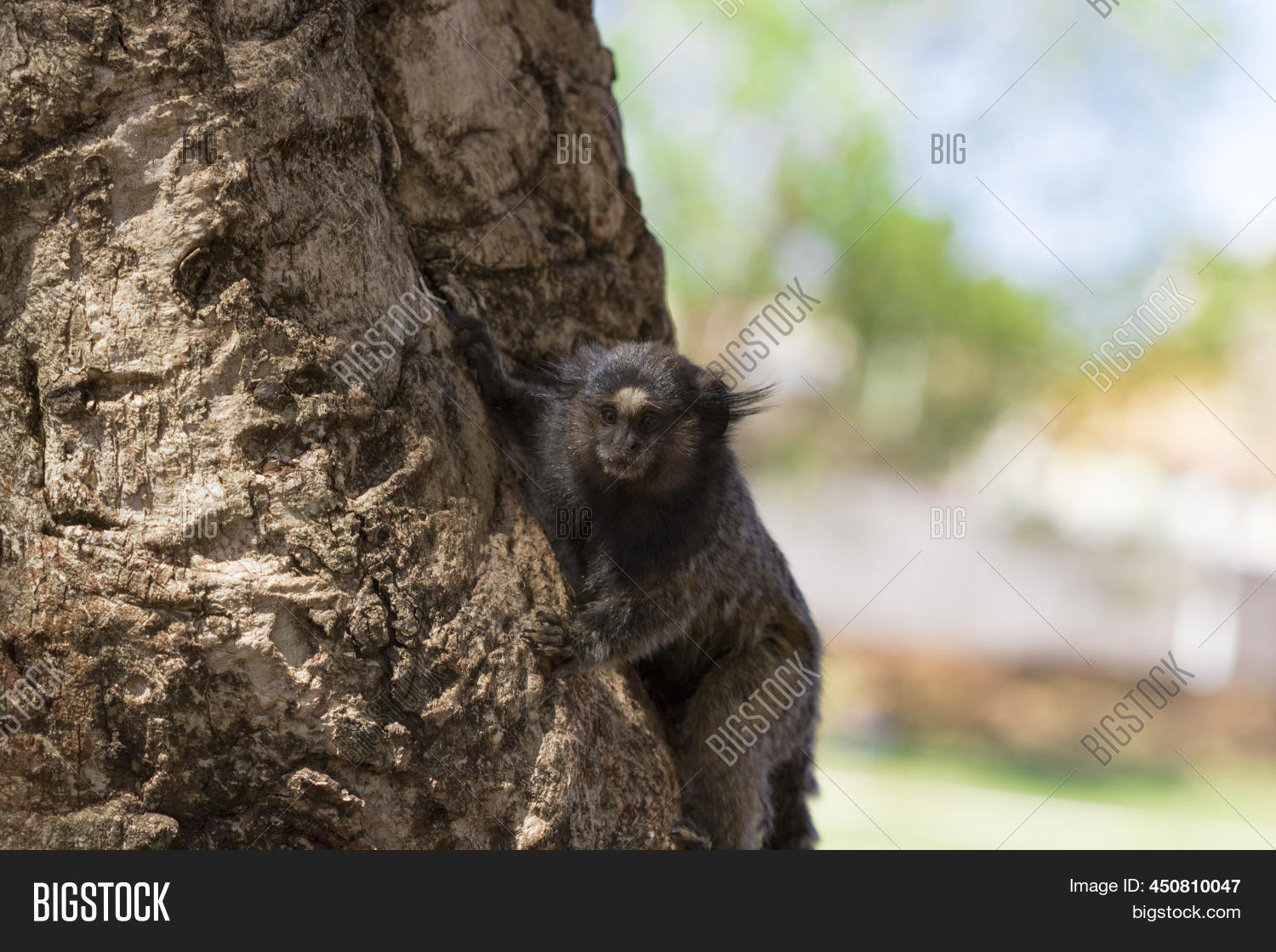 Callithrix - Very Image & Photo (Free Trial) | Bigstock