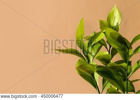 Green Ruscus Flower In The Sunlight On Soft Beige Background. An Ideal Backplate For Natural And Org