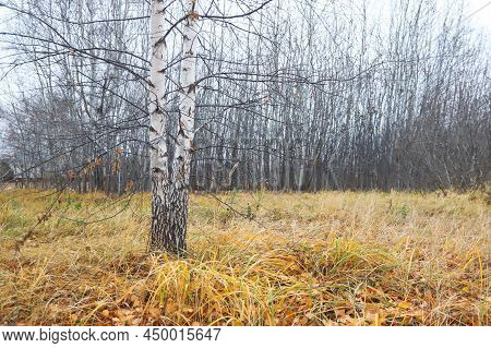Crooked Birch Tree In A Yellow Dry Autumn Forest In A Clearing