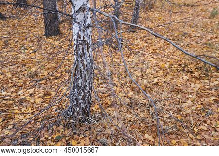 Crooked Birch Tree In A Yellow Dry Autumn Forest In A Clearing