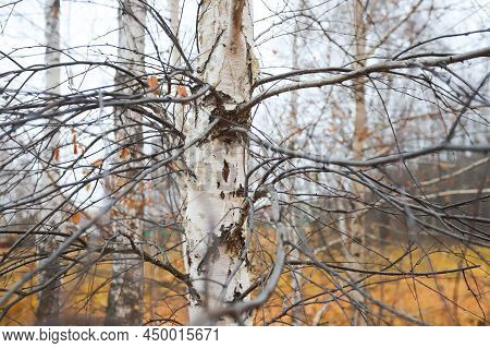 Crooked Birch Tree In A Yellow Dry Autumn Forest In A Clearing