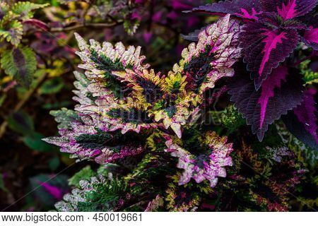 Scenic View Of Coleus Plants Also Called Coleus Blumei Or Plectranthus Scutellarioides