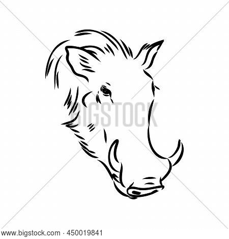 Black And White Vector Line Drawing Of A Warthog