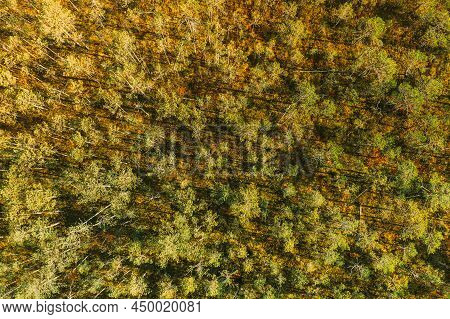 Birds-eye View Of Pine Tree Growing In The Swamp. Nature Of Belarus.
