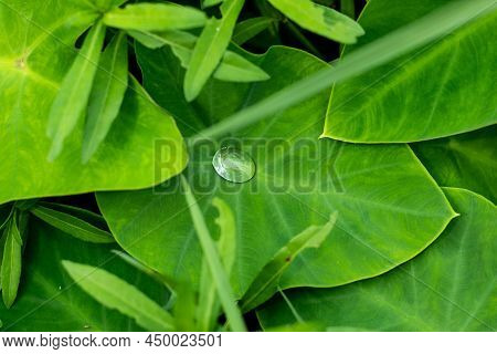 Colocasia Esculenta Or Taro Is The Oldest Cultivated Species In The Aroid Family. Water On The Green