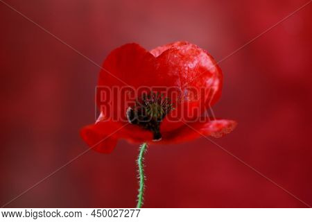 A Poppy On A Red Background.
Papaver Rhoeas Poppy With Light.
Poppy Copy Space Long Flat Lay Web Ban