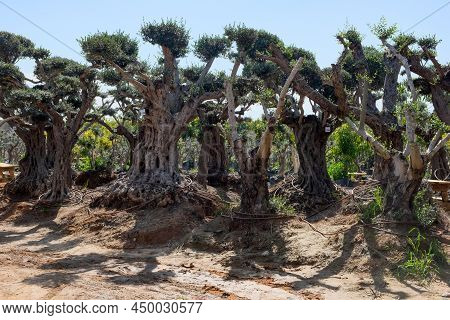 Old Bizarre Olive Trees In The Zimrat Moshav In Southern Israel