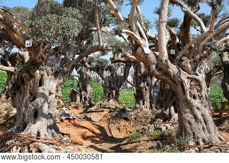 Old Bizarre Olive Trees In The Zimrat Moshav In Southern Israel