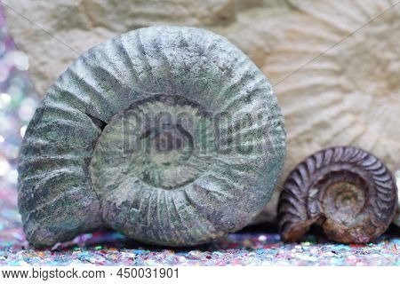 The Ammonites (ammonoidea) Are An Extinct Subgroup Of Cephalopods Photographed In The Studio