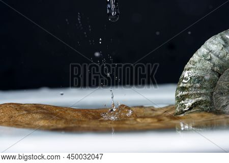 The Ammonites (ammonoidea) Are An Extinct Subgroup Of Cephalopods Photographed In The Studio
