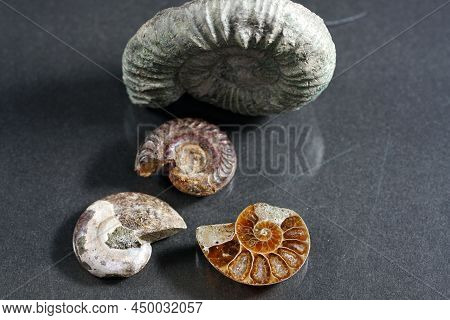 The Ammonites (ammonoidea) Are An Extinct Subgroup Of Cephalopods Photographed In The Studio