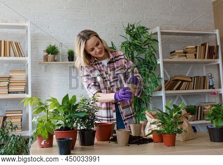 Spring Work Room Care, Houseplant Renunciation. Waking Up Indoor Plants For Spring. A Woman Transpla
