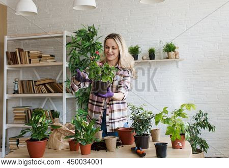 Spring Work Room Care, Houseplant Renunciation. Waking Up Indoor Plants For Spring. A Woman Transpla