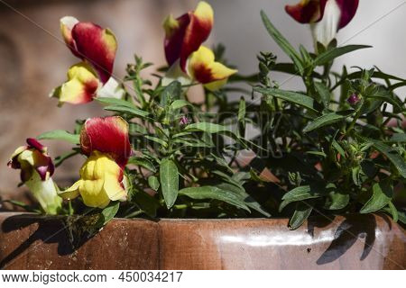 Antirrhinum Majus Floral Showers Flowers. Red And Yellow Bicolor Flowers Bunch Blooming