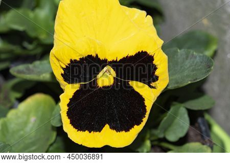 Macro Photo Of Pancy Garden Flower Close Up