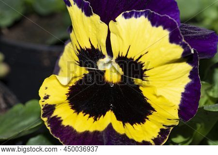 Pancy Very Nice Colorful Garden Close Up