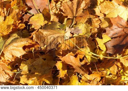 Golden Colors Of Autumn,fallen Leaves On A Forest Path.