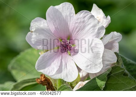 Marsh Mallow (althaea Officinalis) Flower