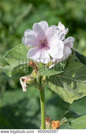 Marsh Mallow (althaea Officinalis) Flower
