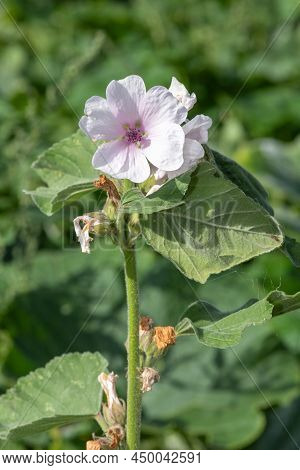 Marsh Mallow (althaea Officinalis) Flower