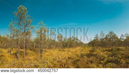 Pine Tree Growing In The Swamp. Nature Of Belarus.