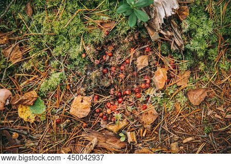 Bear Scat And Undigested Cranberries In It On Ground In Autumn Forest. Belarus Or European Part Of R
