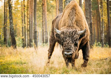 Belarus. European Bison Or Bison Bonasus, Also Known As Wisent Or European Wood Bison In Autumn Fore