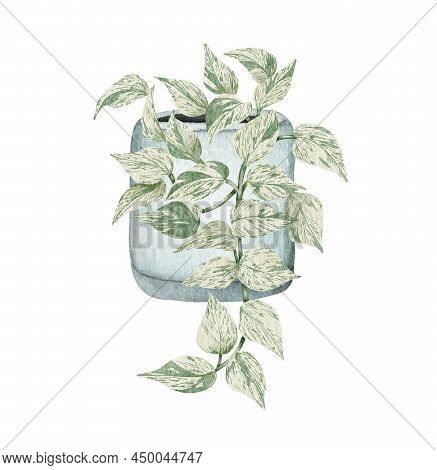 Hand Painted Watercolor Pothos Houseplant. Potted Hanging Plant Illustration. Potted Snow-queen-poth