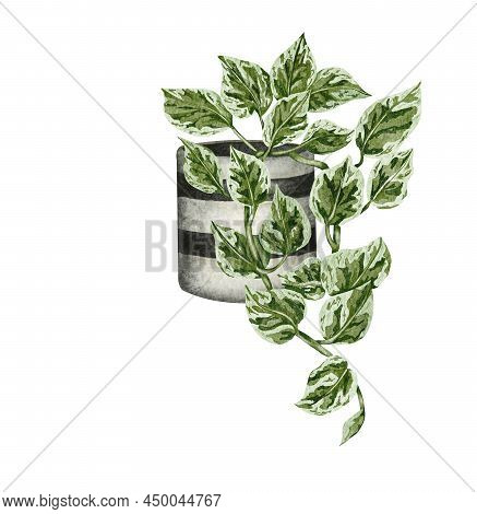 Hand Painted Watercolor Pothos Houseplant. Potted Hanging Plant Illustration. Potted Pearls-and-jade